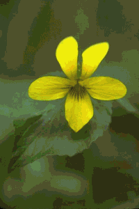 Plants from the HJ Andrews Experimental forest, photographed by Al Levno and John Cissel