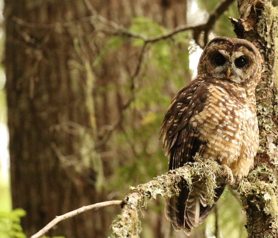 Spotted Owl. by Matt Betts