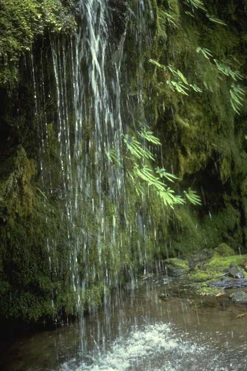 HJA Waterfall by Al Levno, July 1981 (aai_073)