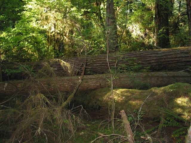 andrews experimental forest oregon