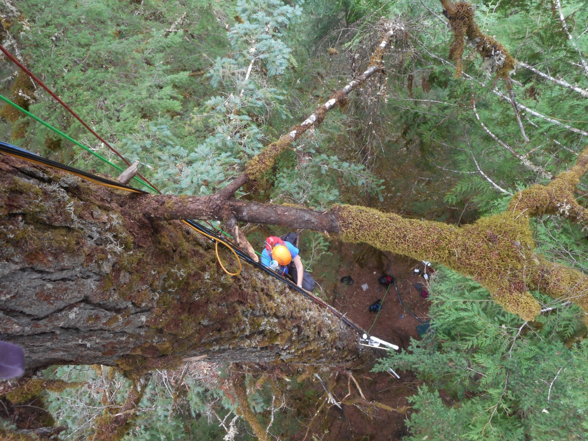 Elise Heffernan climbing tree
