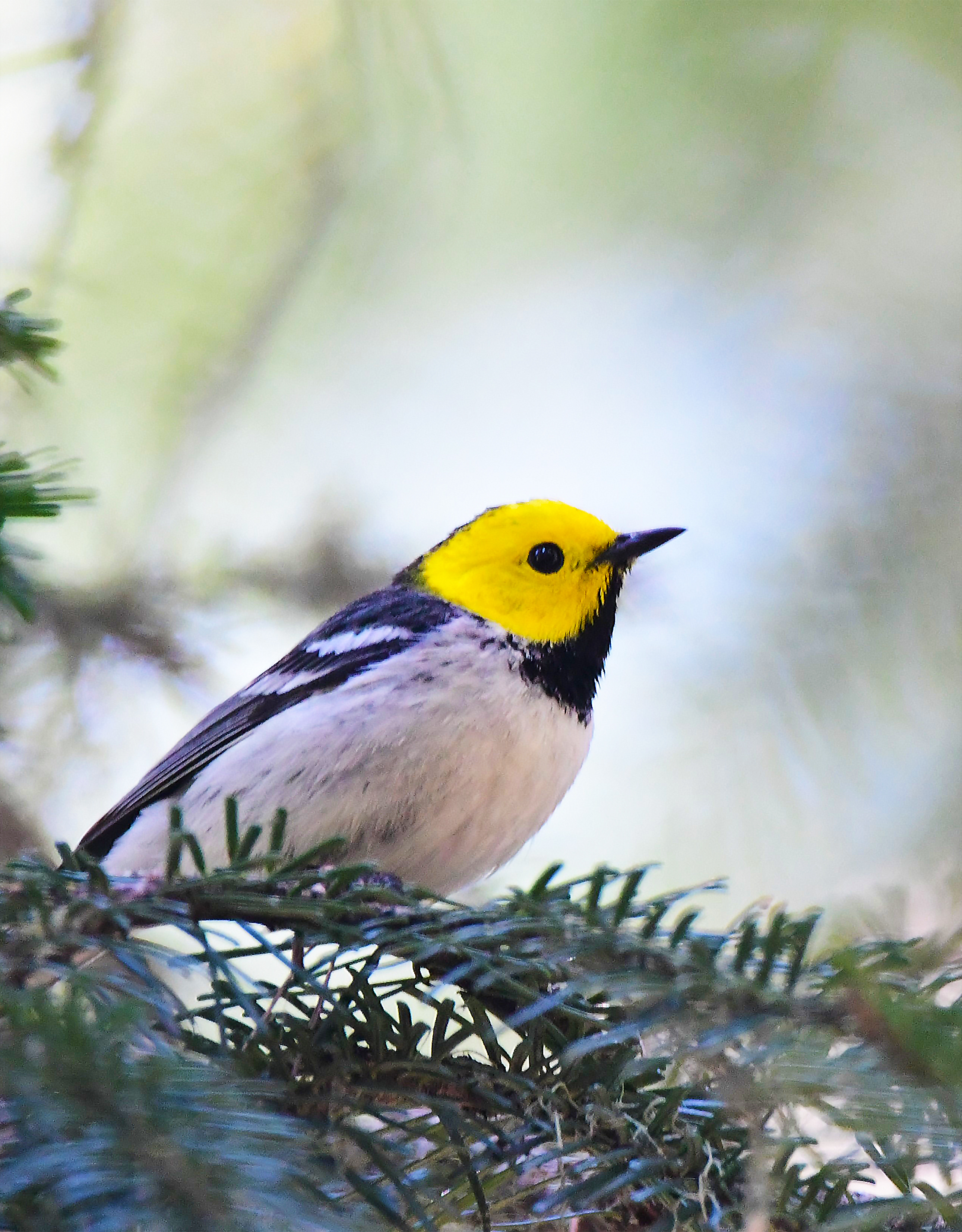 Hermit Warbler