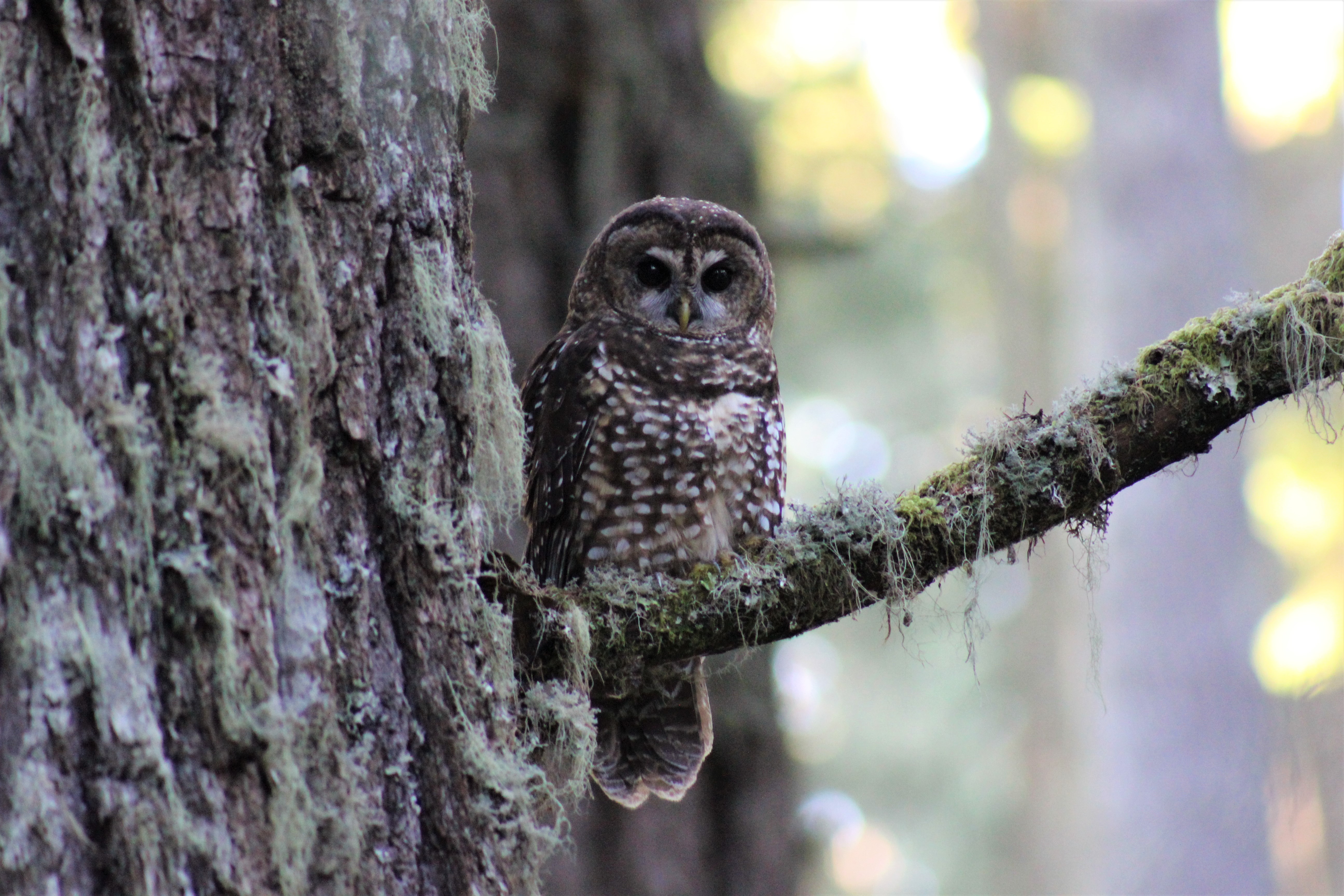 Spotted Owl perched in tree