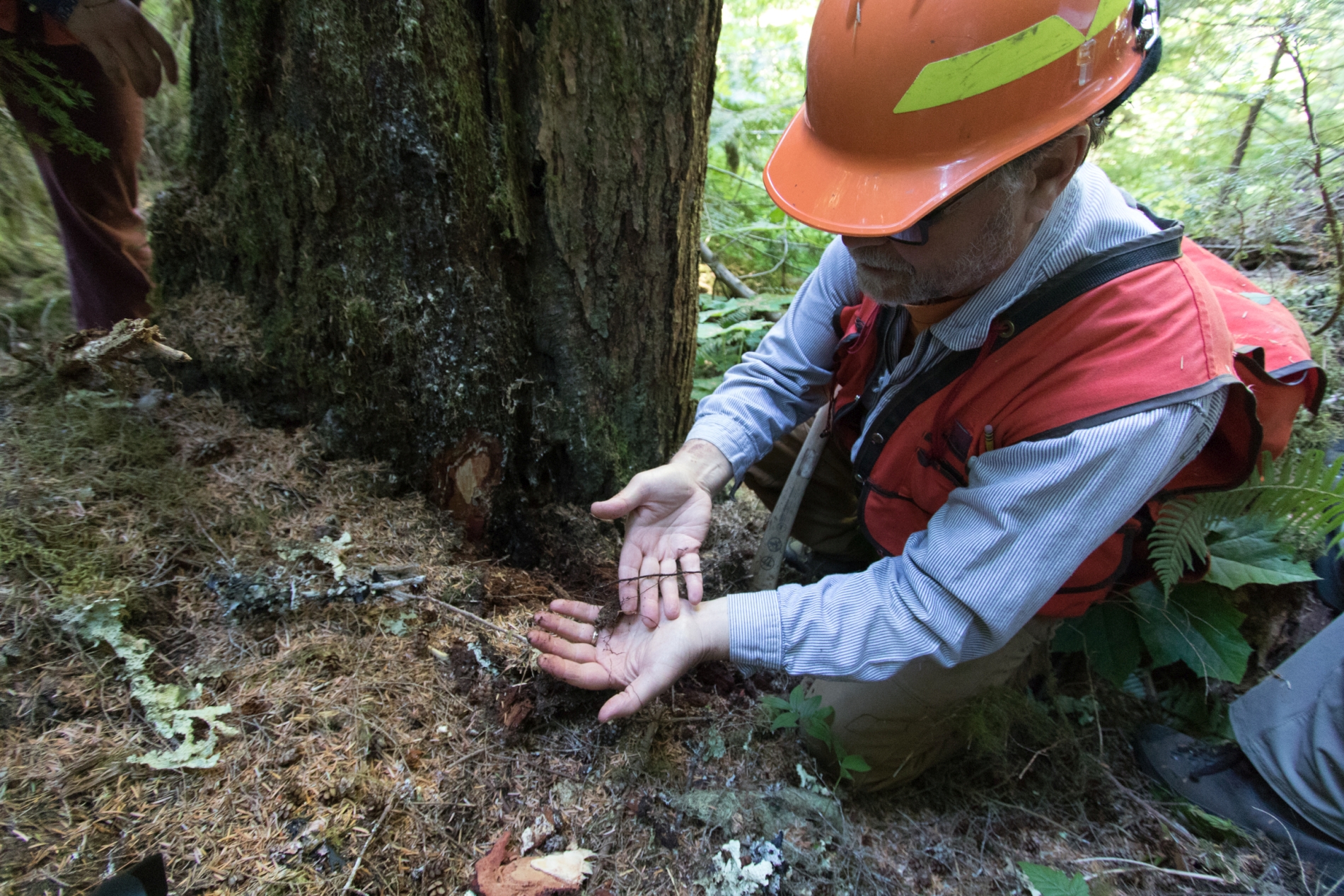 Pacific Northwest Permanent Sample Plot Program, Field work 2018
