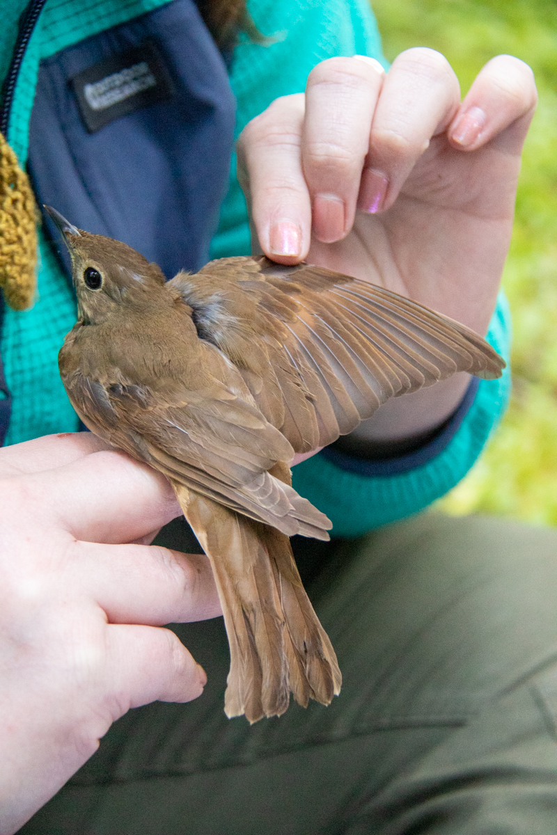 Bird Banding Spring 2023
