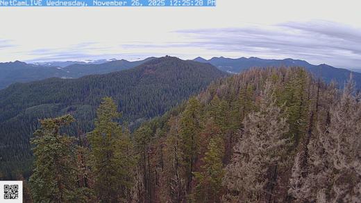 Roswell North webcam, © HJ Andrews, LTER (AND), OSU