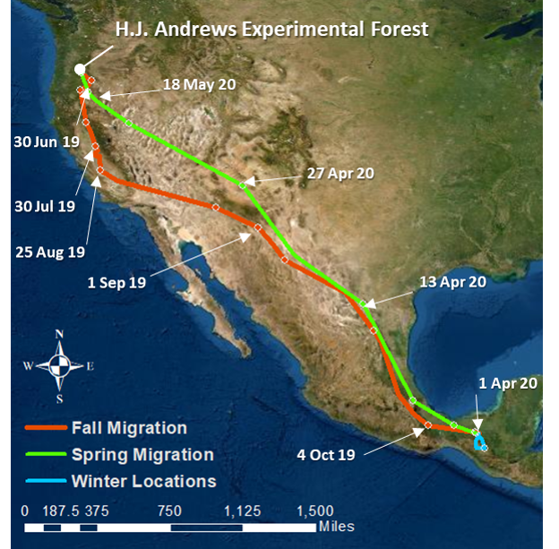 migration map of a hermit warbler