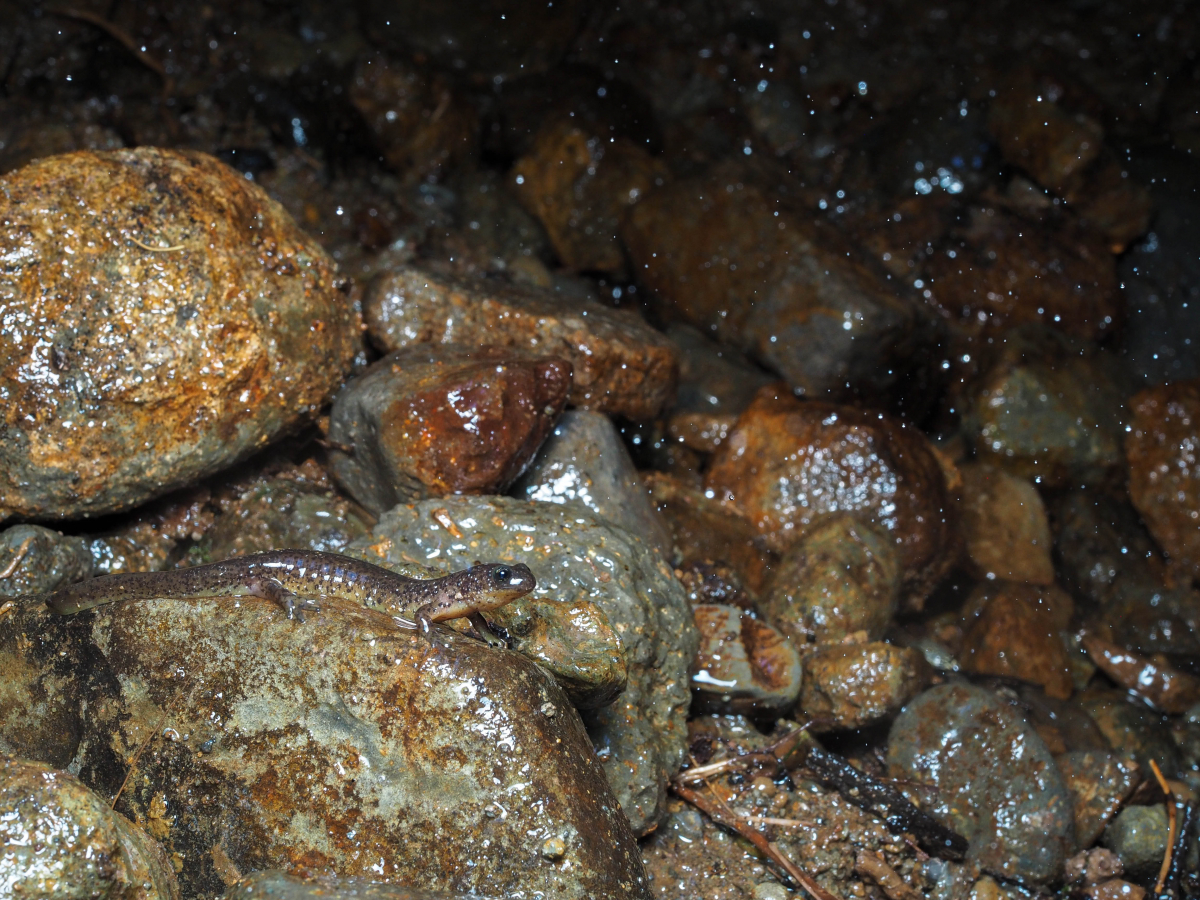 Cascade torrent salamander 