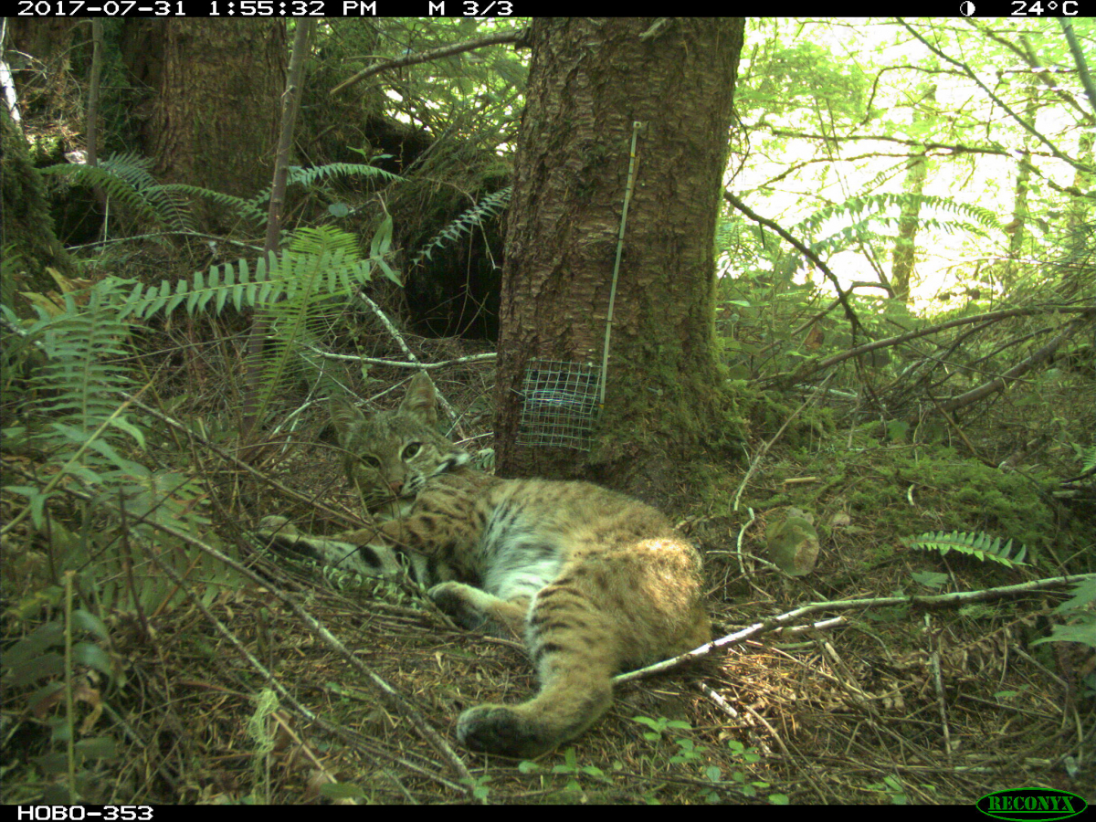 Bobcat at the Andrews Forest