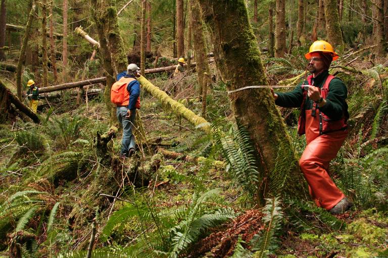 Northern Research on X: #NewPublication: Wood Supply from Family Forests  of the United States: Biophysical, Social, and Economic Factors    / X