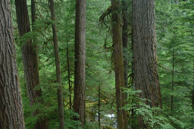 Old growth stand near Lookout creek