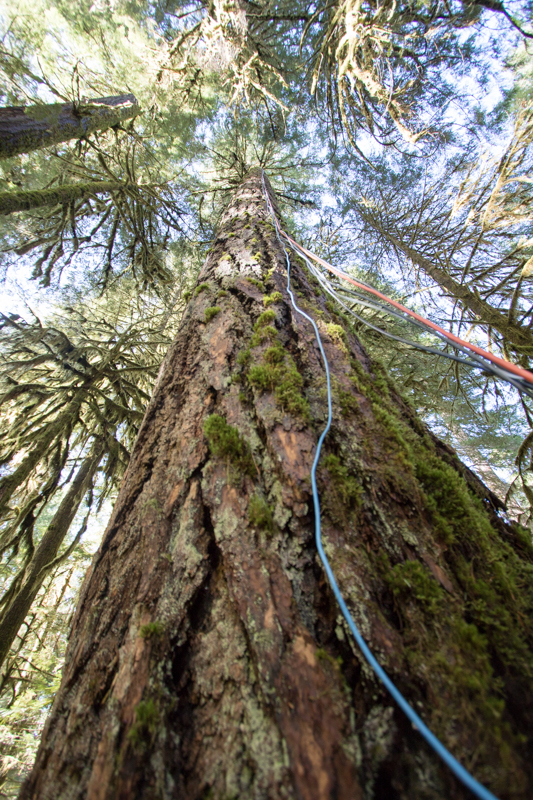 tagged tree at the Andrews Forest