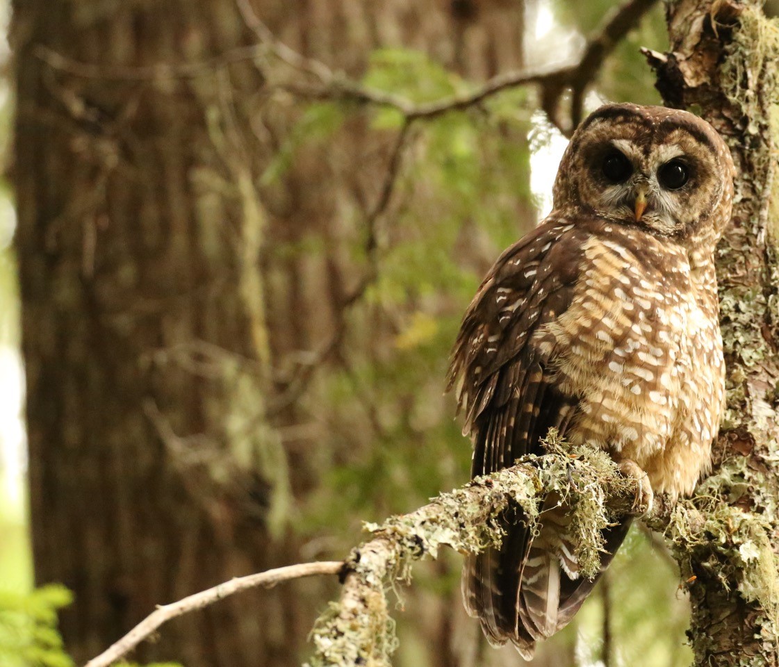 Research Projects | Andrews Forest Research Program