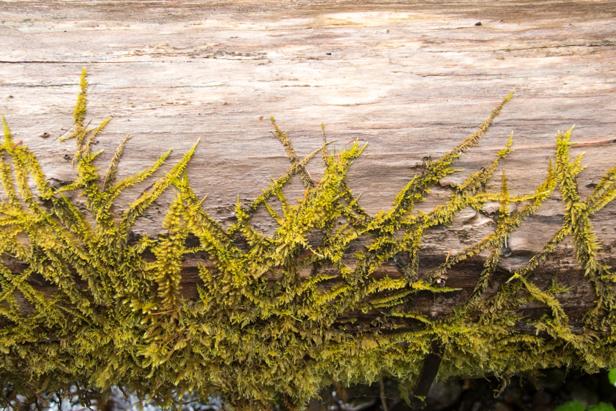 log and moss