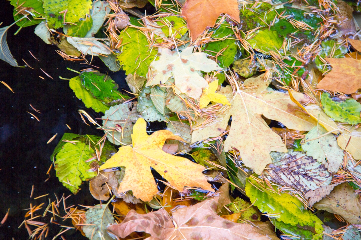 leaf litter in a stream