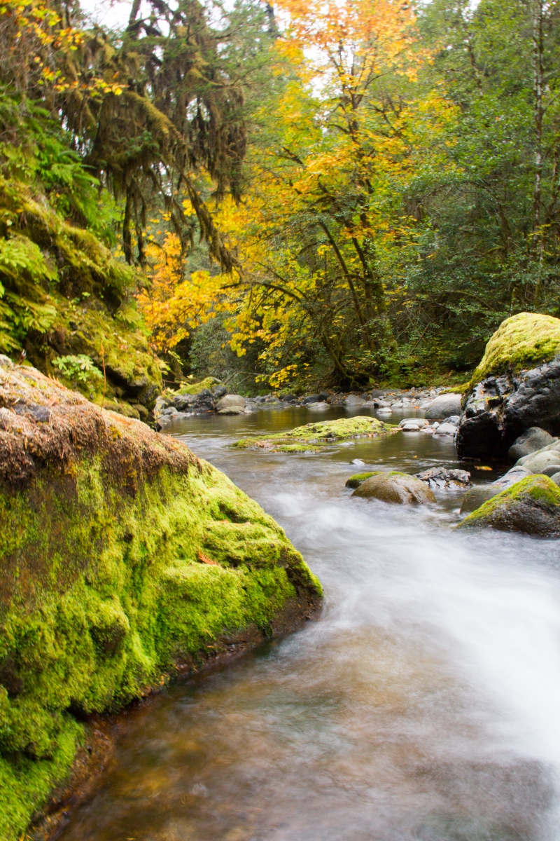 Stream at the Andrews Forest