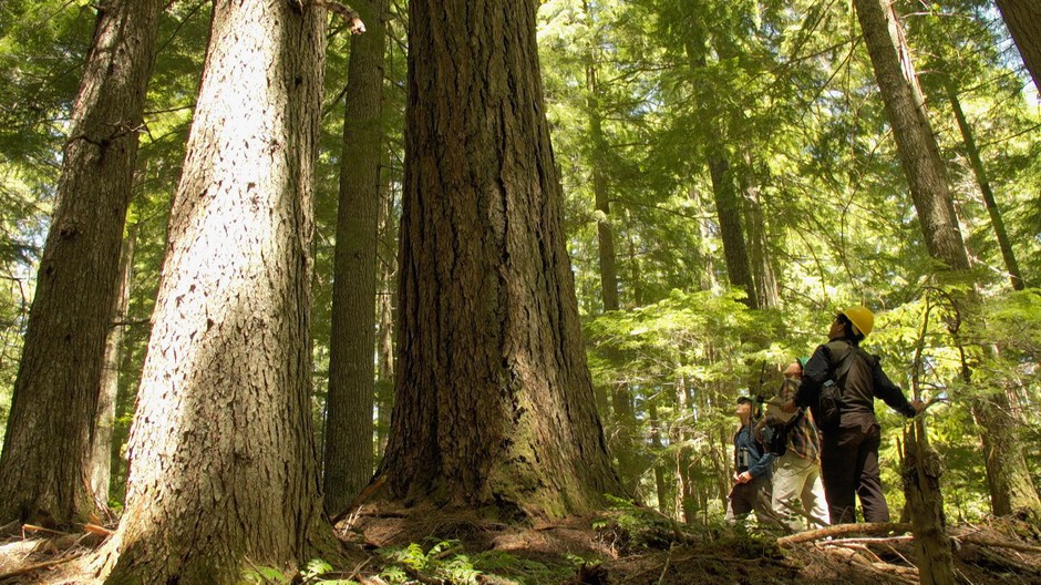 OPB clip of the Andrews Forest 2018