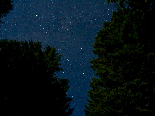 Nighttime photo of the Andrews Forest by Jill Sisson