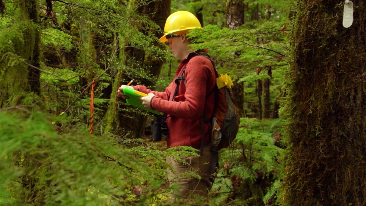 Sarah Ward collecting phenology data at the Andrews Forest