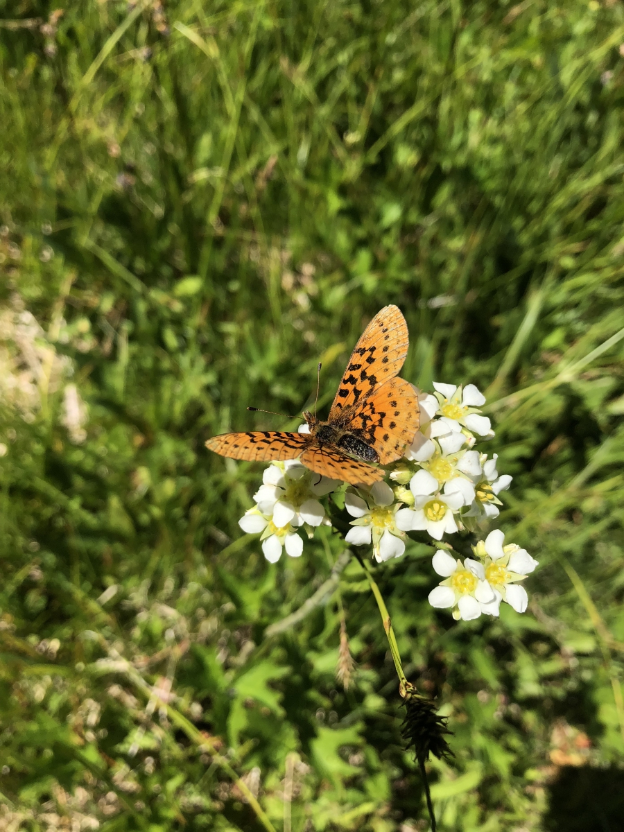 butterfly and flower. by Blanca Peta