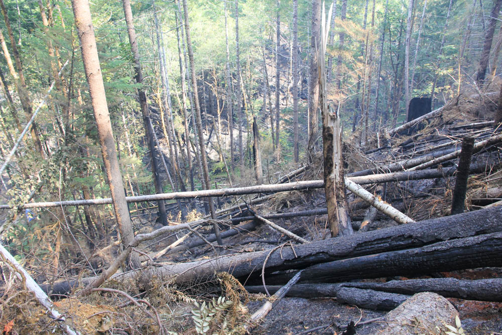 burned area of Watershed 1