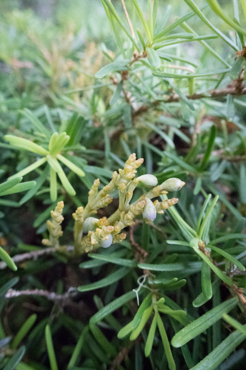 Dwarf Mistletoe 