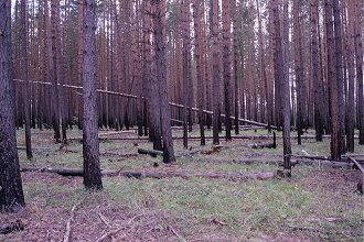 Pine stand