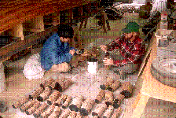  Preparing roots for wood decompostion experiment.  Short sections of roots are sealed on the ends using a neoprene paint.