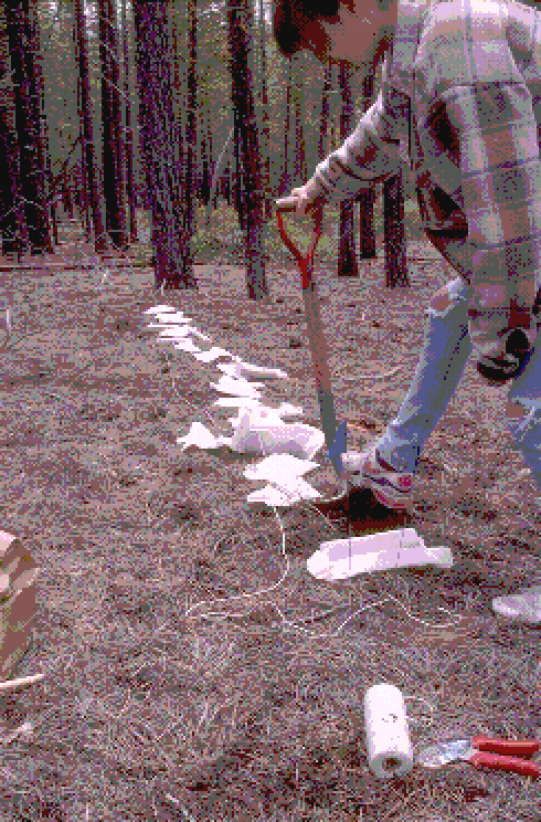 Roots wrapped in nylon mesh are inserted into the upper 20 cm of soil for decomposition experiment.
