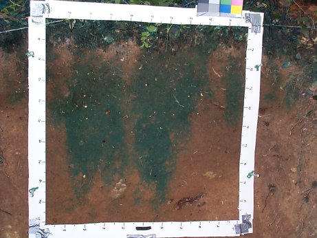 typical dye stain showing preferential infiltration and areas that did not 