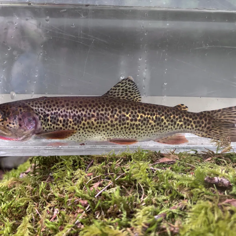 Coastal Cutthroat Trout