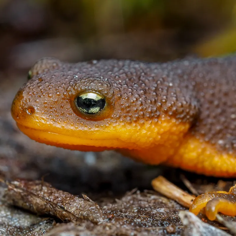 rough skinned newt portrait