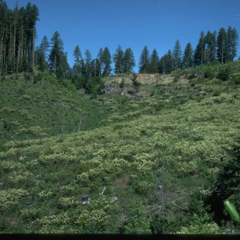 Forest clearcut and regeneration