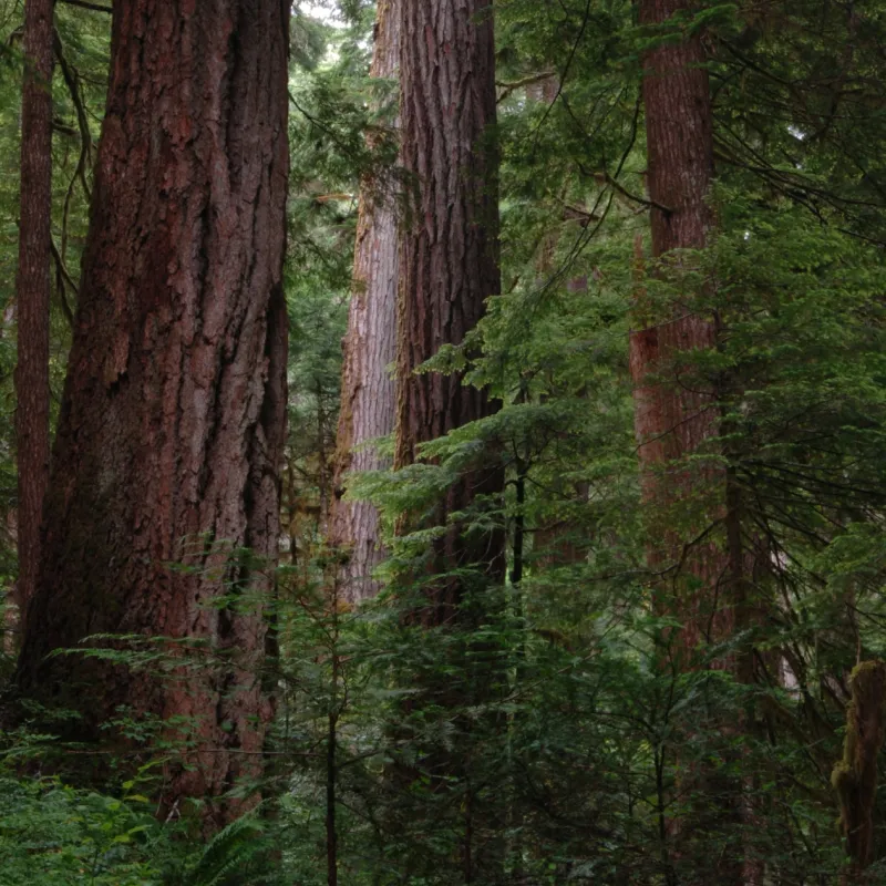 Mack Creek old growth016