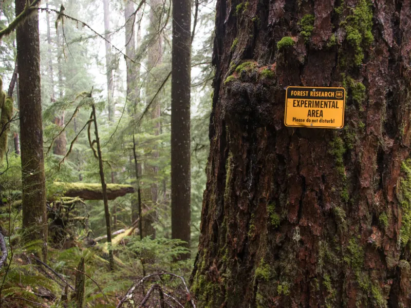 HJ Andrews Experimental Forest research plot