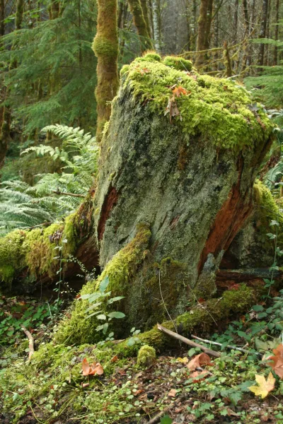 mossy stump