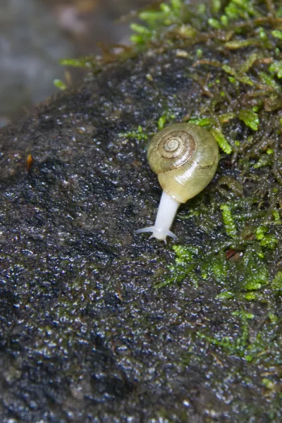 snail on rock