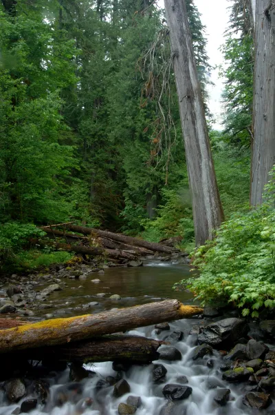 Lookout Creek old-growth forest
