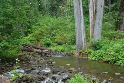 Lookout Creek old-growth forest