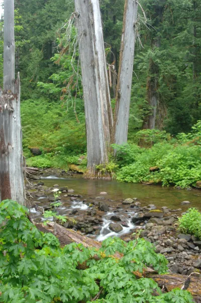 Lookout Creek old-growth forest