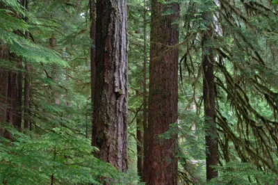 Lookout Creek old-growth forest
