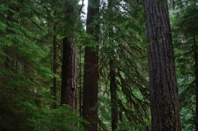 Lookout Creek old-growth forest