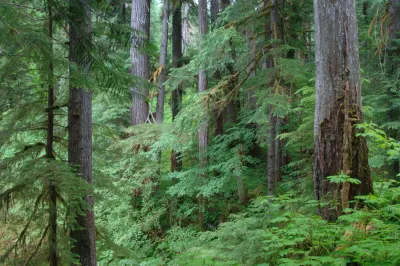 Lookout Creek old-growth forest
