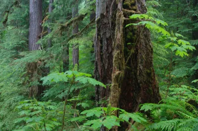 Lookout Creek old-growth forest