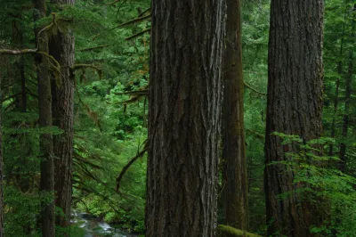 Lookout Creek old-growth forest