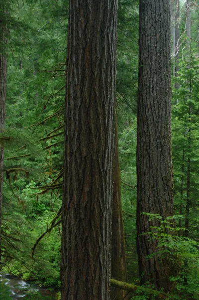 Lookout Creek old-growth forest