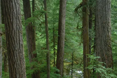 Lookout Creek old-growth forest