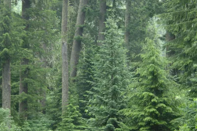 Lookout Creek old-growth forest