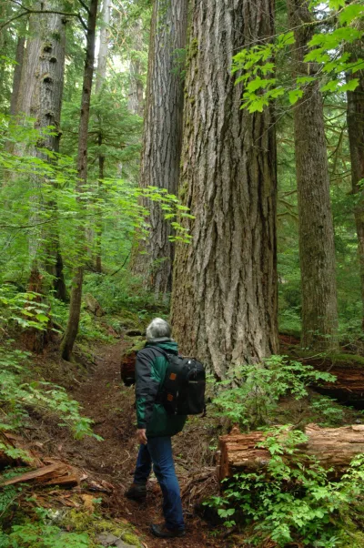 Mack Creek old-growth trail