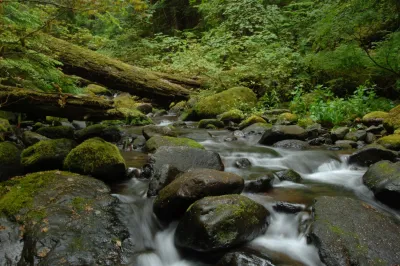 Mack Creek old-growth forest